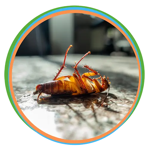 Cockroach Control Solutions in Dubai