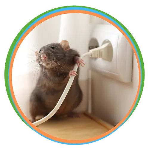 Rodent Control Services in Dubai