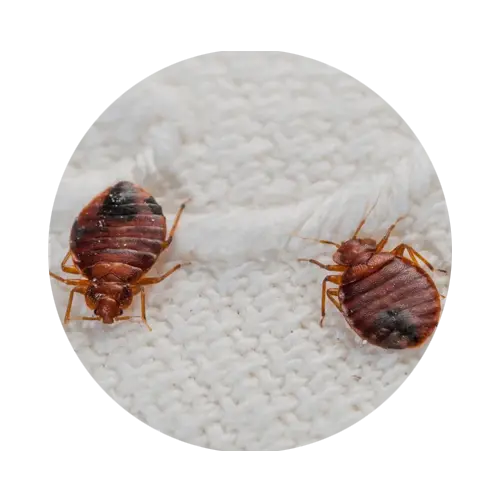 Bed Bug Control Solutions in Dubai